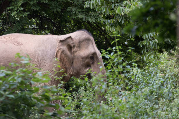 istock Asiatic Elephant is big five animal in 925915764