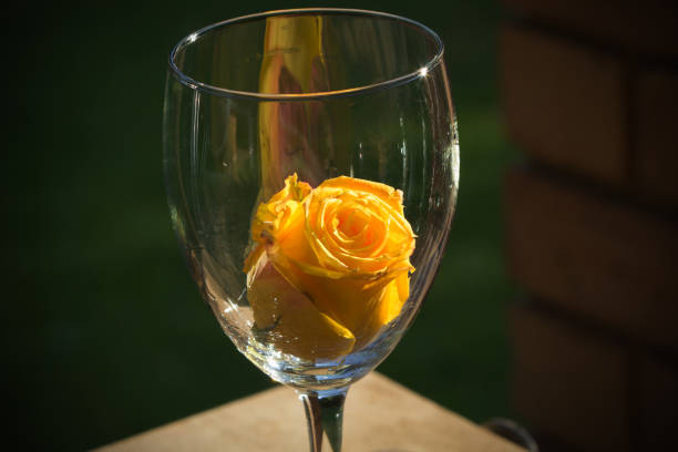 Yellow Rose in the Glass