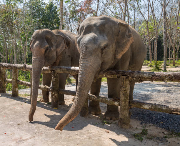 istock Elephant enjoying their retirement in a rescue sanctuary 925917050