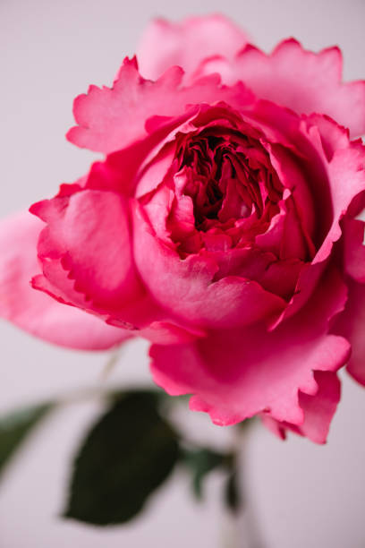 schöne blühende einzelne rosa david austin piaget rose blume auf dem hintergrund der grauen wand, nahaufnahme - single flower close up flower head rose stock-fotos und bilder