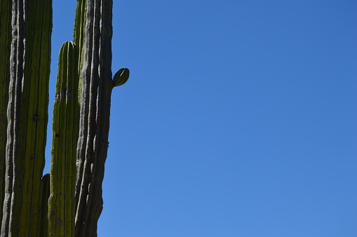 Giant Mexican cactus with growing branches