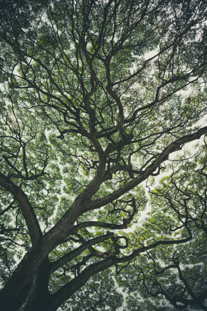 tropikalna sylwetka drzewa - tree shade large growth zdjęcia i obrazy z banku zdjęć