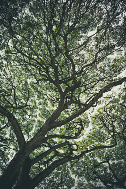 silhueta de árvore tropical - tree shade large growth - fotografias e filmes do acervo