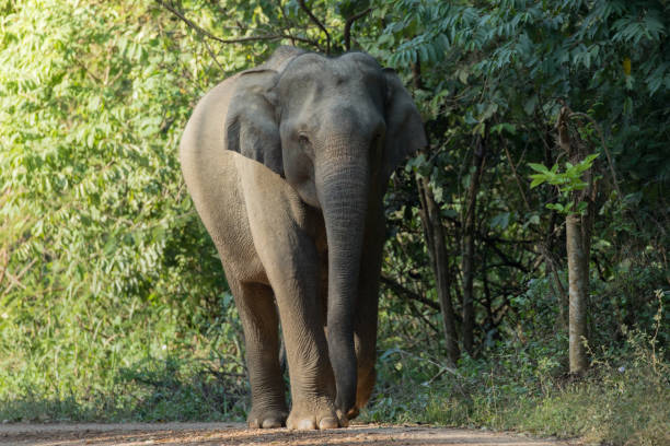 istock Asiatic Elephant is big five animal in asia 925919982