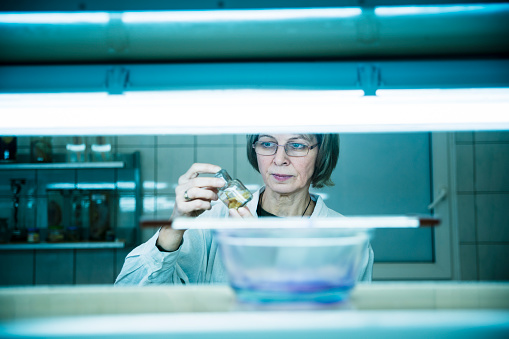 The mature 50-years-old attractive woman, scientist, studying the zoology wet specimen in the biology laboratory, Kaliningrad, Russia