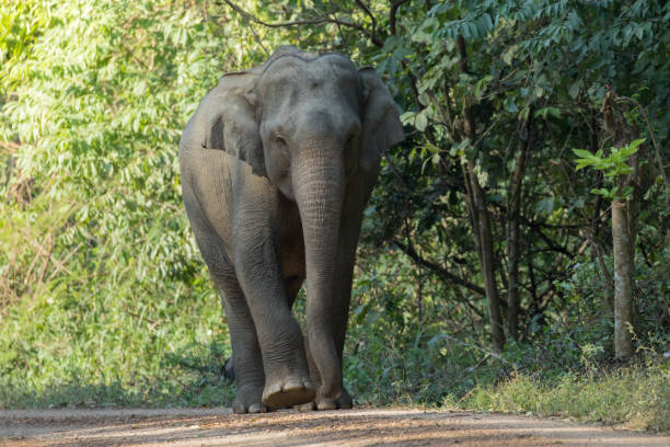 istock Asiatic Elephant is big five animal in asia 925920388