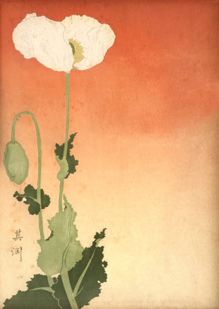 Japanese print of a white poppy, 19th Century Vintage engraving of a Japanese white poppy, 19th Century opium poppy stock illustrations