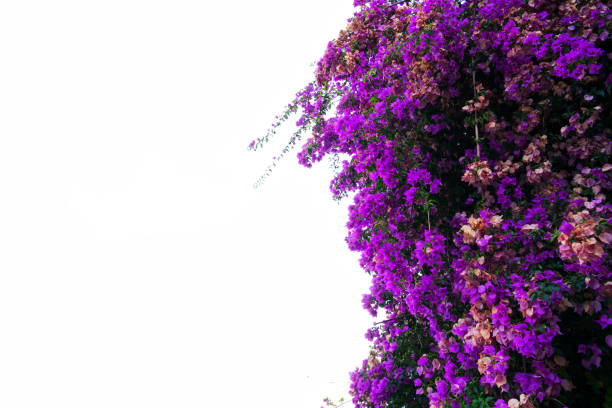 istock bougainvillea flowers on white 925926350