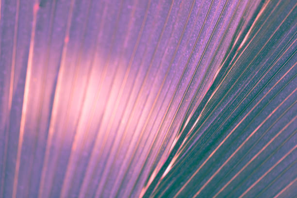 istock Palm leaves in ultraviolet tone, selective focus, background, 925929368