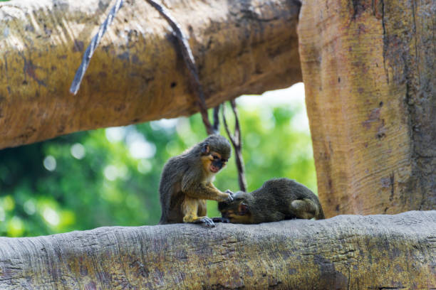 dwie małpy kiepskie siebie - rainforest monkey dead animal horizontal zdjęcia i obrazy z banku zdjęć