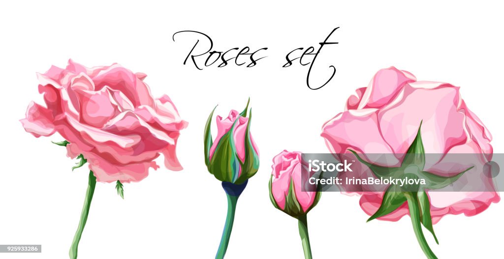 Hand Drawn Closed Rose Blossoms Set Stock Illustration - Download Image ...