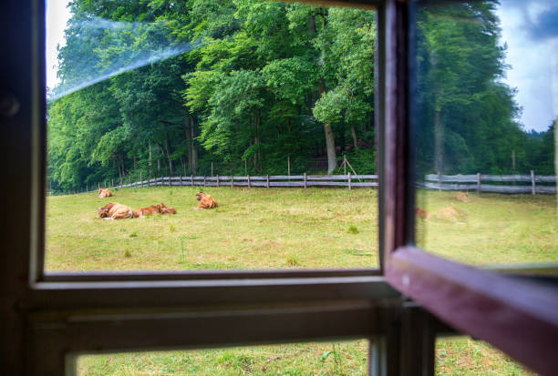 view from vintage window to farmland with herd of cows