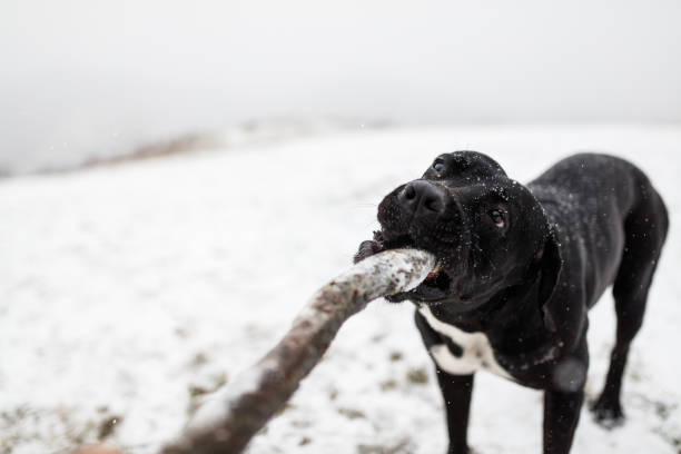 Young playful Cane Corso dog playing fetch on snow