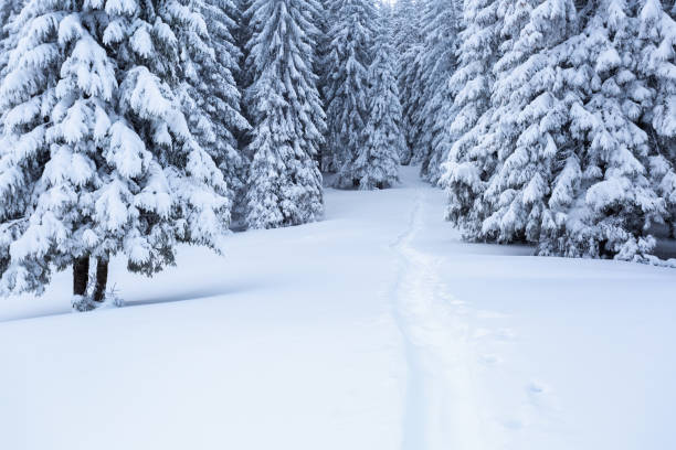 istock On the lawn covered with white snow there is a trampled path that lead to the dense forest in nice winter day. 925937284