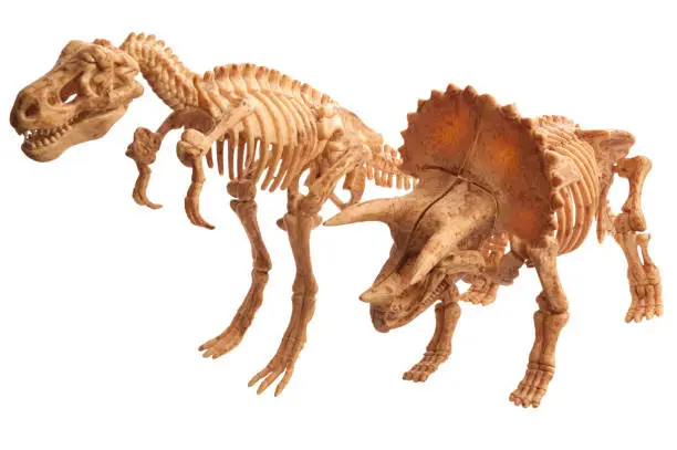 Photo of tyrannosaur and tyrannosaur