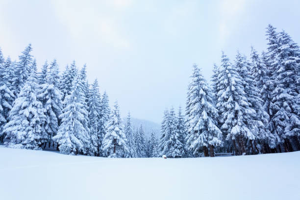 sur la pelouse, il y a de nombreux sapins debout sous la neige le jour de l’hiver glacial. - noble fir photos et images de collection