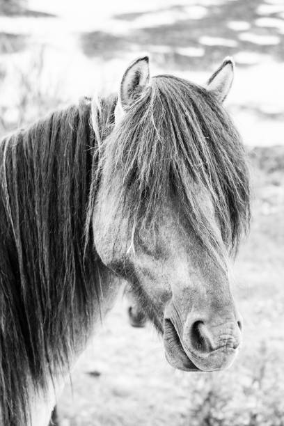 istock European wild horses in black and white 925948496