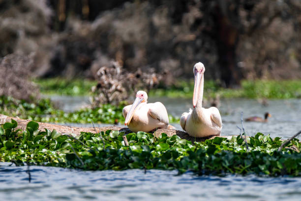 istock Two great white pelicans or Pelecanus onocrotalus 925950622