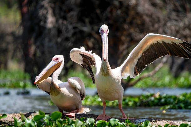 istock Two great white pelicans or Pelecanus onocrotalus 925950742