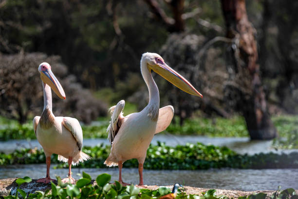 istock Two great white pelicans or Pelecanus onocrotalus 925950836