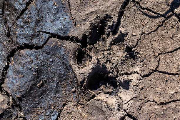 istock Trail or hyena left in mud close 925951118