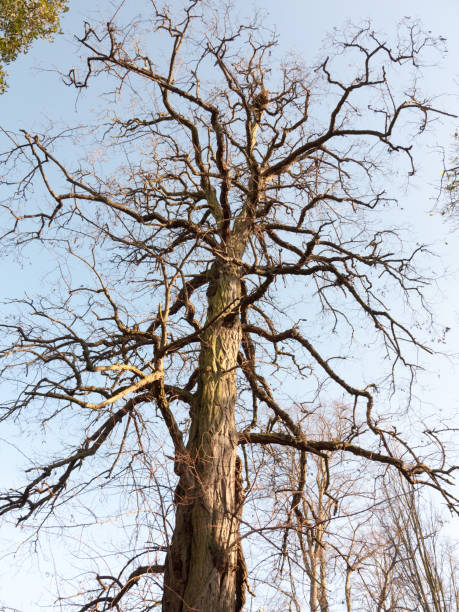 tall bare branched tree in winter early spring blue sky - abstract autumn bare tree empty imagens e fotografias de stock