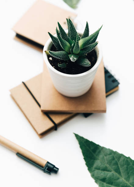 istock Succulent and craft notepad on white background. flat lay, top view. Minimal background 925959786