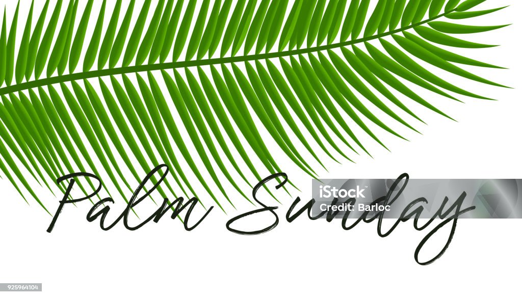 Green Palm leafs vector icon. Vector illustration for the Christian holiday. Palm Sunday text handwritten font. For postcards, design, Green Palm leafs vector icon. Vector illustration for the Christian holiday. Palm Sunday text handwritten font. For postcards, design, , prints, decoration, label, , template Palm Sunday stock vector