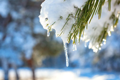 Icicles and snow melt on pine branches in the forest.