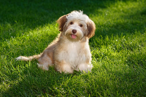 istock Happy chocolate colored havanese puppy sitting in the grass 925965042