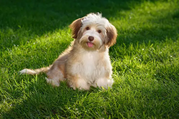 Happy chocolate colored havanese puppy dog sitting in the grass and looking at camera