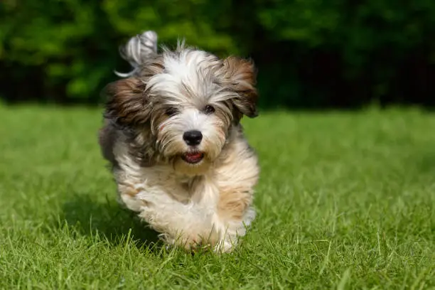 Playful havanese puppy dog is running towards camera in the grass