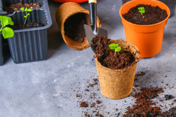 istock Transplanting, planting, sprinkling seedlings on a gray concrete background. 925966264
