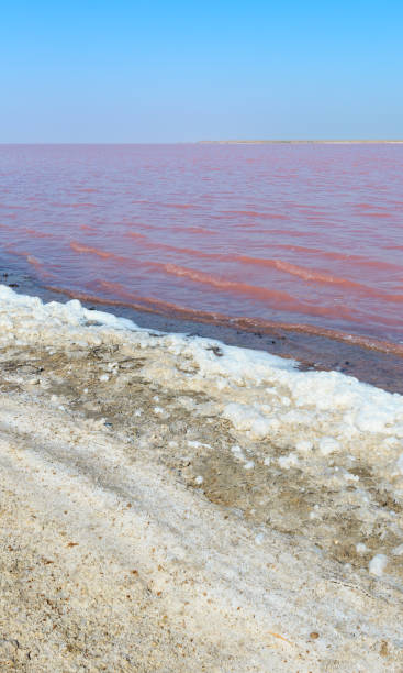 istock Pink salty Syvash Lake, Ukraine 925967608
