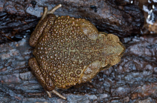 жаба ага в естественной среде обитания - cane toad toad wildlife nature стоковые фото и изображения