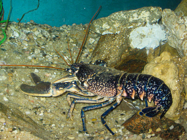 istock live marine cancer 925974372