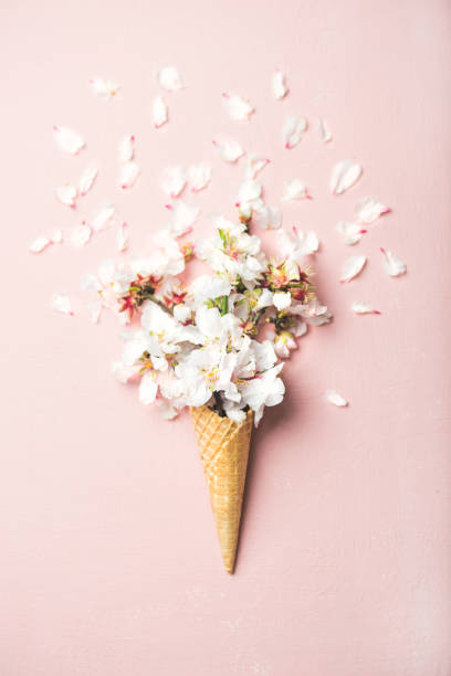 화이트 아몬드 꽃 꽃 와플 콘 - pink spring nature concepts 뉴스 사진 이미지