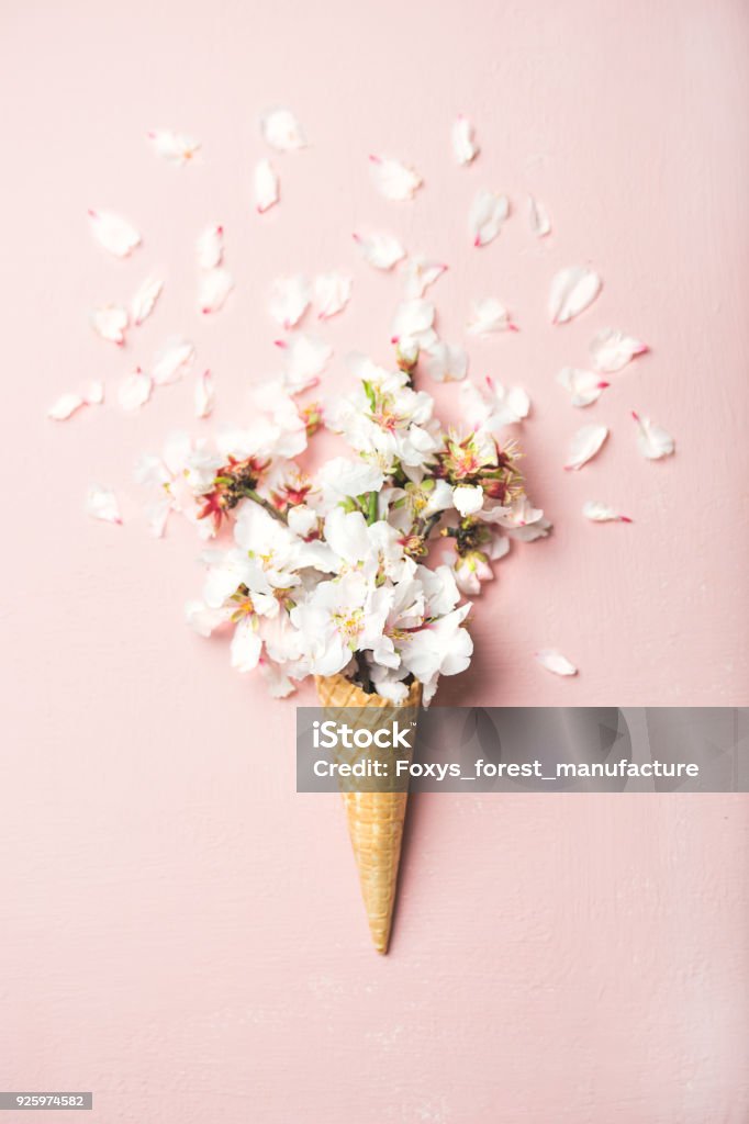 Waffle cone with white almond blossom flowers Flat-lay of waffle sweet cone with white almond blossom flowers over pastel light pink background, top view. Spring or summer mood concept Flower Stock Photo