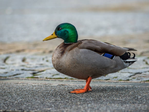 istock Male Duck in the city 925974844
