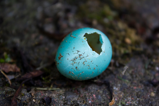 Blue Broken egg of a common blackbird on the ground