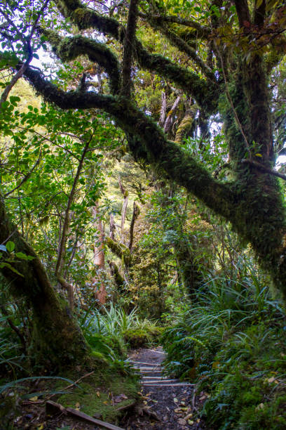 istock Enchanted forest in New Zealand 925977748