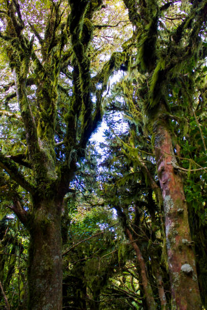 istock Enchanted trees covered with moss in stunning magical forest 925977758