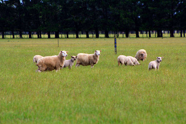 istock Grazing Sheep on green field 925977806