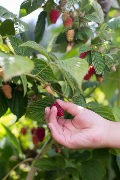 istock 8 year old girl picking raspberries 925984382