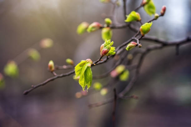 istock The first green leaves in the spring. 925988058