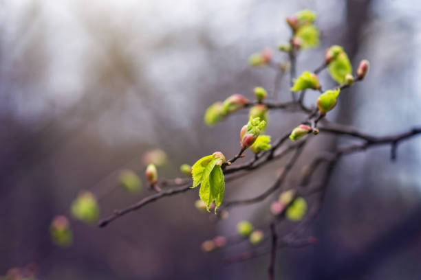 istock The first green leaves in the spring. 925988066