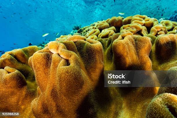 Reef Full Of Elephant Ear Coral Sarcophyton Trocheliophorum Banda Sea Indonesia Stock Photo - Download Image Now