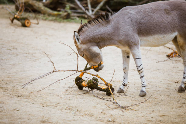 wild ass gray donkey with white stripes eats at the zoo