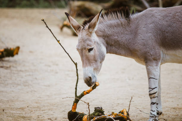 wild gray donkey with white stripes eats at the zoo wild ass gray donkey with white stripes eats at the zoo donkey animal themes desert landscape stock pictures, royalty-free photos & images