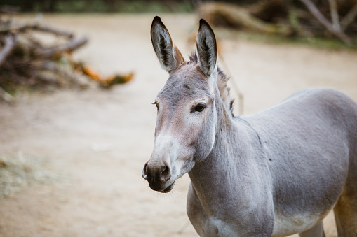 Portrait, head close-up of a wild ass gray donkey with white stripes
